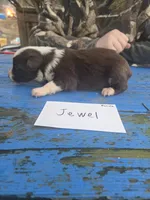 Jewel , a female Australian Shepherd for sale in Greentown, PA – Photo 2 of 7
