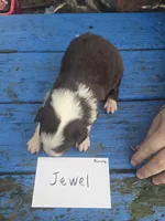 Jewel , a female Australian Shepherd for sale in Greentown, PA – Photo 3 of 7