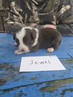 Jewel , a female Australian Shepherd for sale in Greentown, PA – Photo 5 of 7