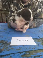 Jewel , a female Australian Shepherd for sale in Greentown, PA – Photo 6 of 7