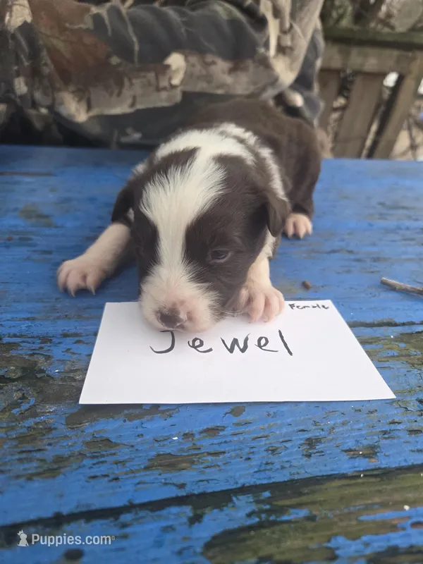 Jewel  – Australian Shepherd puppy for sale in Greentown, PA