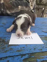 Jewel , a female Australian Shepherd for sale in Greentown, PA – Photo 1 of 7