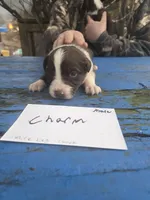 Charm, a male Australian Shepherd for sale in Greentown, PA – Photo 3 of 9