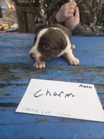 Charm, a male Australian Shepherd for sale in Greentown, PA – Photo 1 of 9