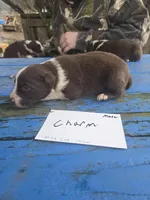 Charm, a male Australian Shepherd for sale in Greentown, PA – Photo 8 of 9