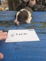 Charm, a male Australian Shepherd for sale in Greentown, PA – Photo 2 of 9