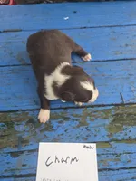 Charm, a male Australian Shepherd for sale in Greentown, PA – Photo 7 of 9