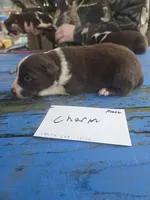 Charm, a male Australian Shepherd for sale in Greentown, PA – Photo 9 of 9