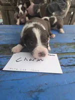 Charm, a male Australian Shepherd for sale in Greentown, PA – Photo 5 of 9