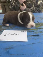 Charm, a male Australian Shepherd for sale in Greentown, PA – Photo 4 of 9