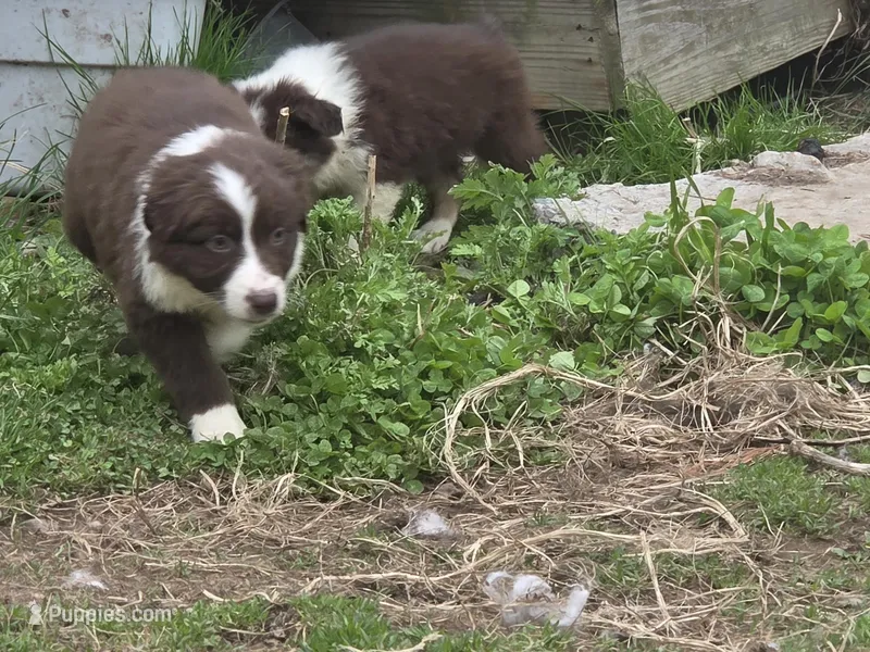 Charm – Australian Shepherd puppy for sale in Greentown, PA