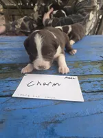 Charm, a male Australian Shepherd for sale in Greentown, PA – Photo 6 of 9