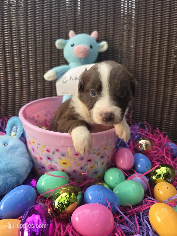 Charm – Australian Shepherd puppy for sale in Greentown, PA