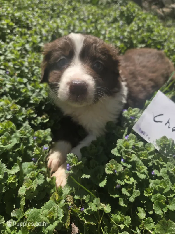 Charm – Australian Shepherd puppy for sale in Greentown, PA