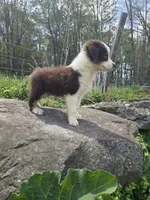 Trinket , a male Australian Shepherd for sale in Greentown, PA – 7 of 10