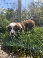 Trinket , a male Australian Shepherd for sale in Greentown, PA – 3 of 10