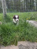 Trinket , a male Australian Shepherd for sale in Greentown, PA – 10 of 10
