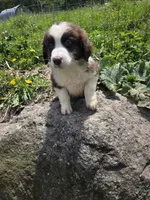 Knick-Knack , a male Australian Shepherd for sale in Greentown, PA – 7 of 10