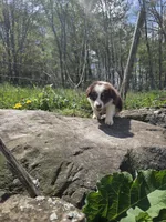Trinket , a male Australian Shepherd for sale in Greentown, PA – 6 of 10