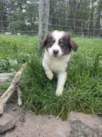 Trinket , a male Australian Shepherd for sale in Greentown, PA – 5 of 10