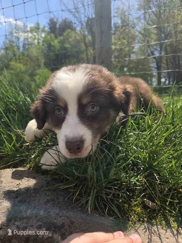 Trinket  – Australian Shepherd puppy for sale in Greentown, PA