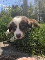 Trinket , a male Australian Shepherd for sale in Greentown, PA – 1 of 10