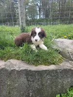 Knick-Knack , a male Australian Shepherd for sale in Greentown, PA – 8 of 10