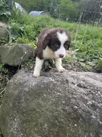 Knick-Knack , a male Australian Shepherd for sale in Greentown, PA – 10 of 10