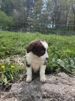 Knick-Knack , a male Australian Shepherd for sale in Greentown, PA – 6 of 10