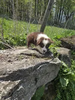 Trinket , a male Australian Shepherd for sale in Greentown, PA – 9 of 10