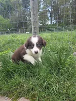 Trinket , a male Australian Shepherd for sale in Greentown, PA – 8 of 10