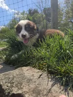 Trinket , a male Australian Shepherd for sale in Greentown, PA – 4 of 10