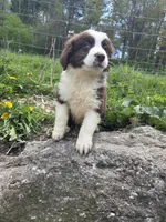 Knick-Knack , a male Australian Shepherd for sale in Greentown, PA – 4 of 10