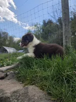 Trinket , a male Australian Shepherd for sale in Greentown, PA – 2 of 10