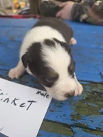 Trinket , a male Australian Shepherd for sale in Greentown, PA – Photo 2 of 5