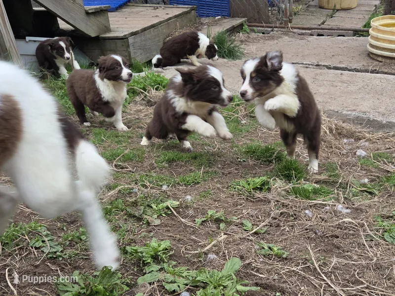 Trinket  – Australian Shepherd puppy for sale in Greentown, PA