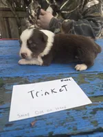 Trinket , a male Australian Shepherd for sale in Greentown, PA – Photo 5 of 5