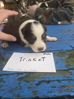 Trinket , a male Australian Shepherd for sale in Greentown, PA – Photo 3 of 5