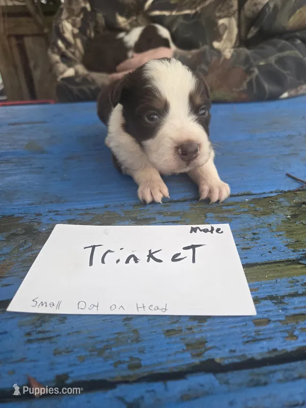 Trinket  – Australian Shepherd puppy for sale in Greentown, PA