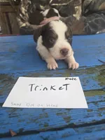 Trinket , a male Australian Shepherd for sale in Greentown, PA – Photo 1 of 5