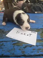 Trinket , a male Australian Shepherd for sale in Greentown, PA – Photo 4 of 5