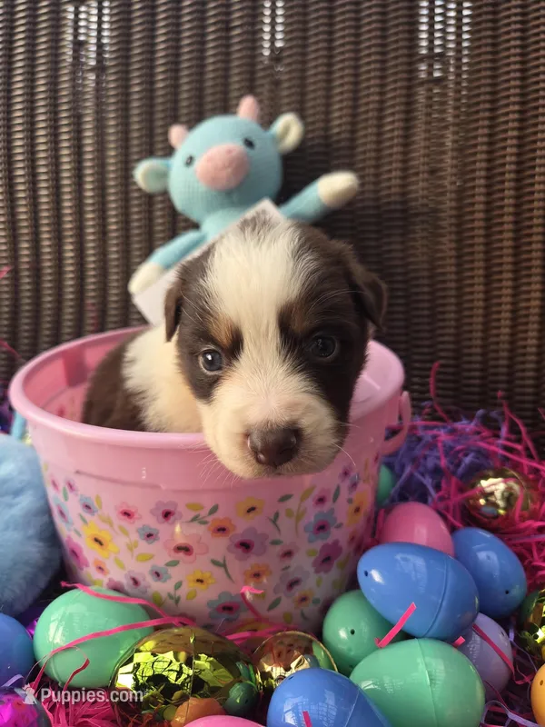 Trinket  – Australian Shepherd puppy for sale in Greentown, PA