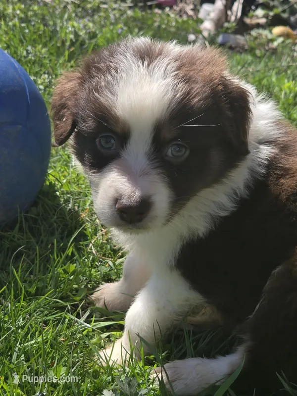 Trinket  – Australian Shepherd puppy for sale in Greentown, PA