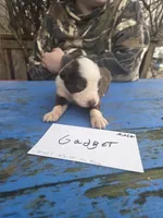 Gadget , a male Australian Shepherd for sale in Greentown, PA – Photo 4 of 7