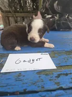 Gadget , a male Australian Shepherd for sale in Greentown, PA – Photo 2 of 7