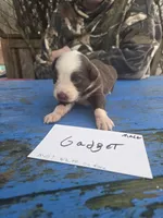 Gadget , a male Australian Shepherd for sale in Greentown, PA – Photo 7 of 7