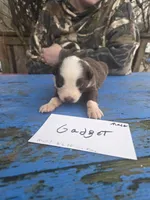 Gadget , a male Australian Shepherd for sale in Greentown, PA – Photo 5 of 7