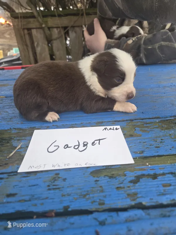 Gadget  – Australian Shepherd puppy for sale in Greentown, PA
