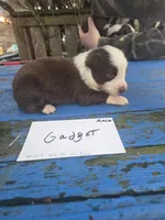 Gadget , a male Australian Shepherd for sale in Greentown, PA – Photo 1 of 7