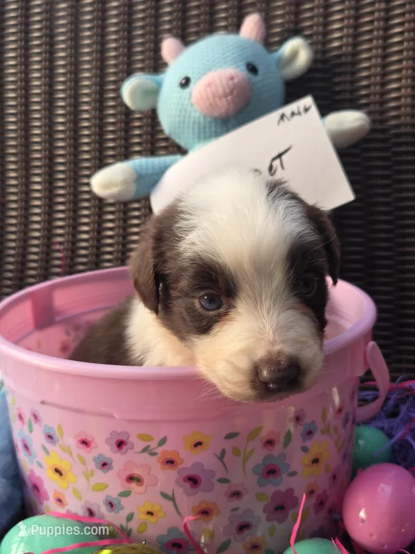Gadget  – Australian Shepherd puppy for sale in Greentown, PA